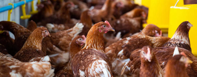 H5N1 高致病性禽流感病毒正在全美50個州擴散😱